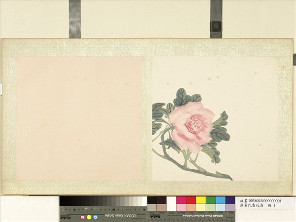 無名氏畫花鳥　冊　牡丹