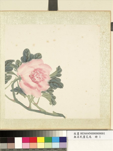 無名氏畫花鳥　冊　牡丹