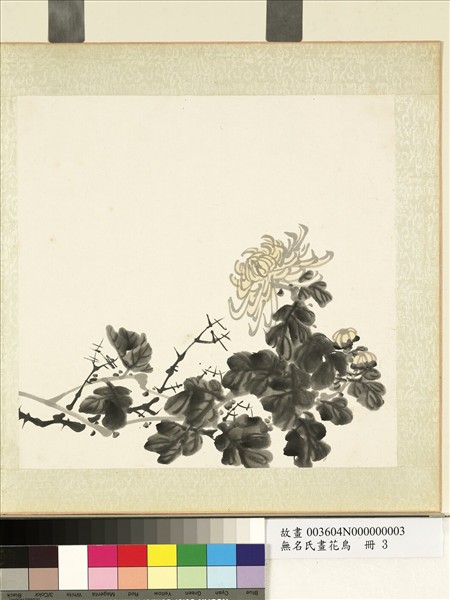 無名氏畫花鳥　冊　菊花