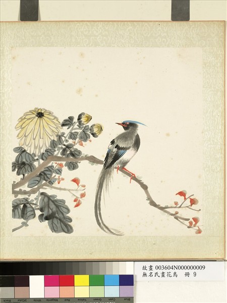 無名氏畫花鳥　冊　菊樹