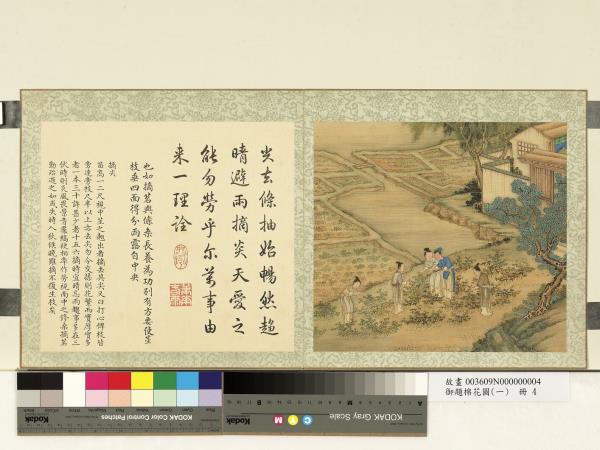 御題棉花圖（一）　冊　摘尖