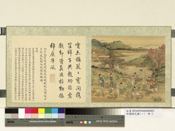 御題棉花圖（一）　冊　採棉