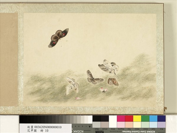 花甲圖　冊　蝴蝶（十）