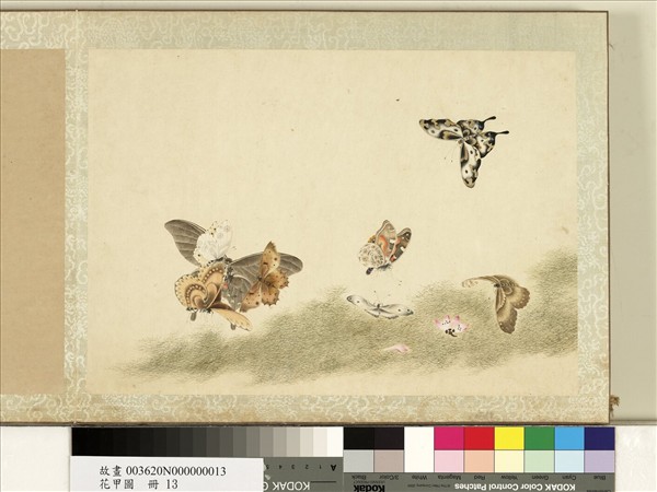 花甲圖　冊　蝴蝶（十三）