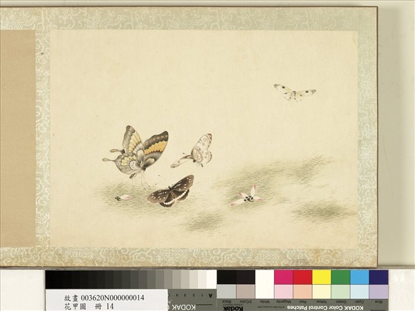花甲圖　冊　蝴蝶（十四）