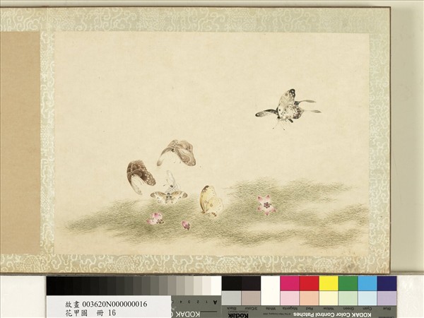 花甲圖　冊　蝴蝶（十六）