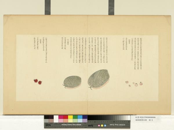 海錯圖第四冊　冊　無款鈔螺