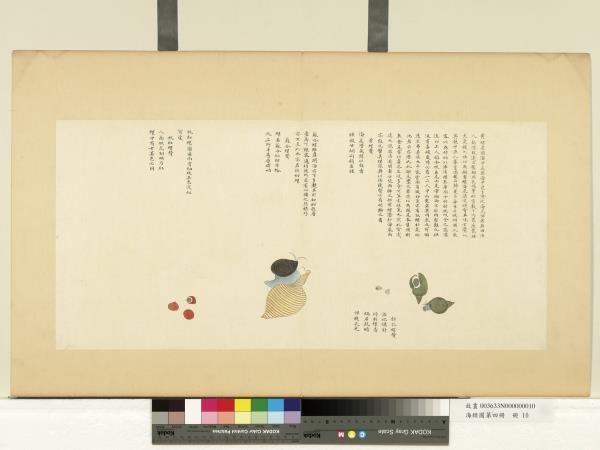 海錯圖第四冊　冊　無款黃螺