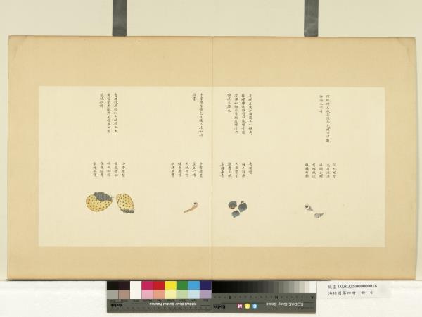 海錯圖第四冊　冊　無款深紋螺