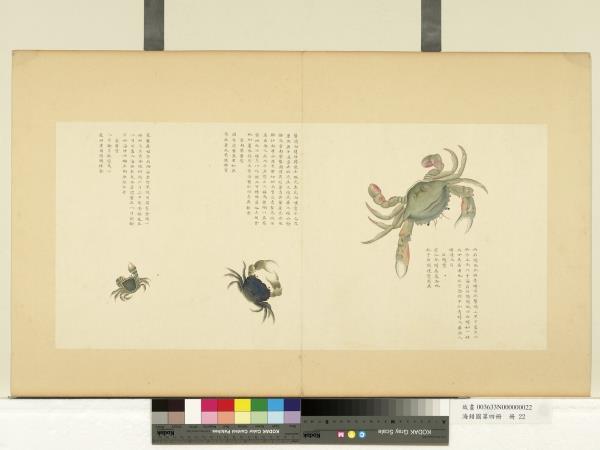 海錯圖第四冊　冊　無款石蟳