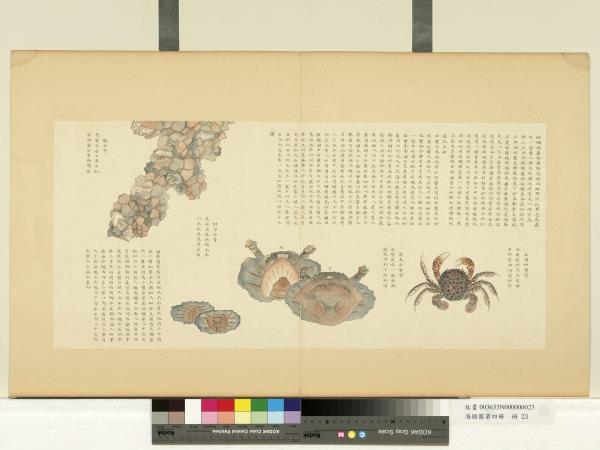 海錯圖第四冊　冊　無款合浦斑蟹