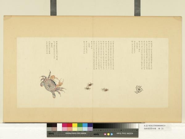 海錯圖第四冊　冊　無款獅毬蟹