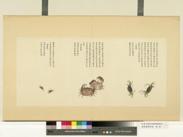 海錯圖第四冊　冊　無款沙蟹