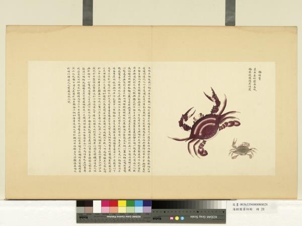 海錯圖第四冊　冊　無款撥棹