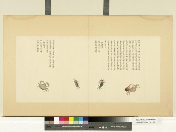 海錯圖第四冊　冊　無款擁劍蟹