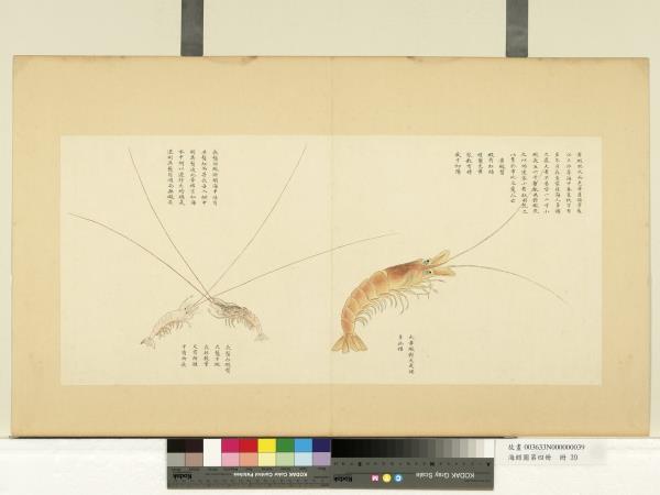 海錯圖第四冊　冊　無款黃蝦