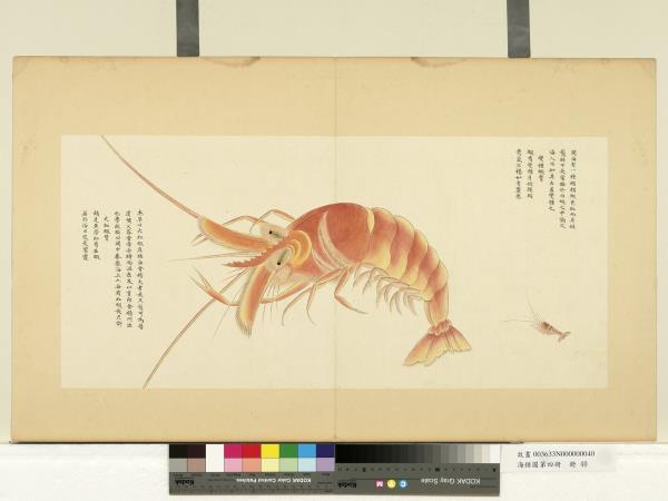 海錯圖第四冊　冊　無款變種蝦