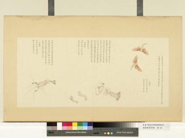 海錯圖第四冊　冊　無款天蝦