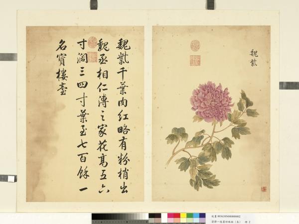 清鄒一桂墨妙珠林（未）　冊　魏紫