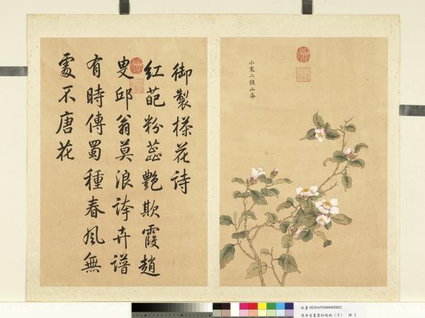 清余省畫墨妙珠林（子）　冊　小寒二候山茶