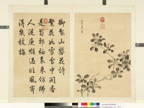 清余省畫墨妙珠林（子）　冊　大寒三候山礬