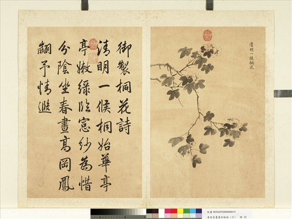 清余省畫墨妙珠林（子）　冊　清明一候桐花