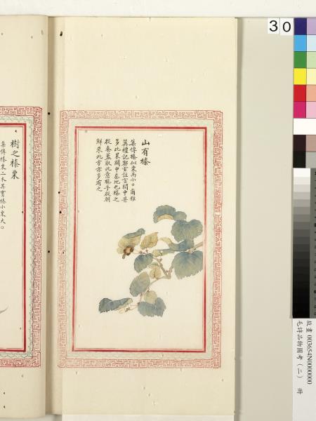 毛詩品物圖考（二）　冊　其檿其柘