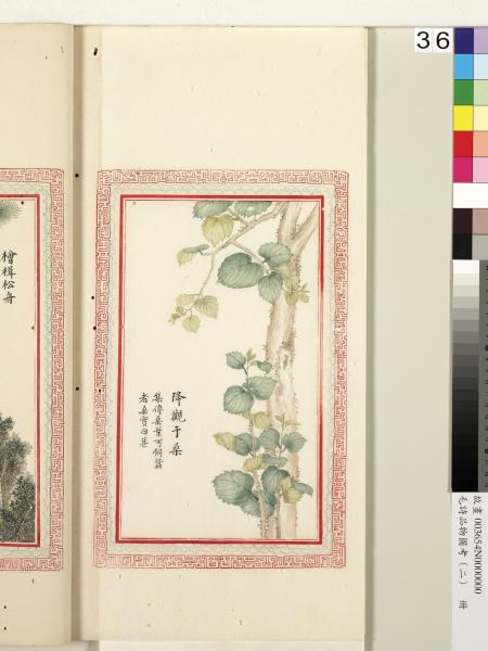 毛詩品物圖考（二）　冊　其檿其柘