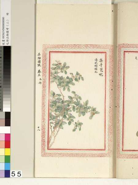 毛詩品物圖考（二）　冊　其檿其柘