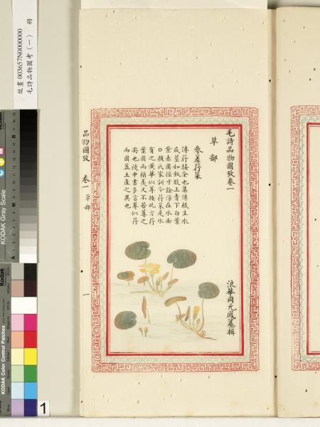 毛詩品物圖考（一）　冊　葭菼揭揭芄蘭之支