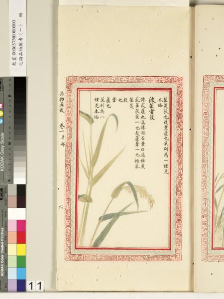 毛詩品物圖考（一）　冊　葭菼揭揭芄蘭之支