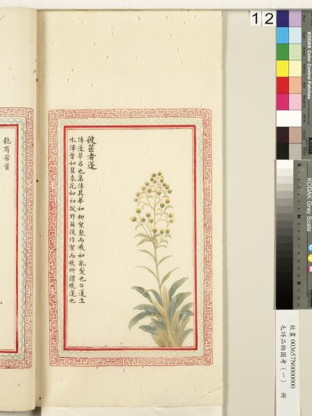 毛詩品物圖考（一）　冊　葭菼揭揭芄蘭之支