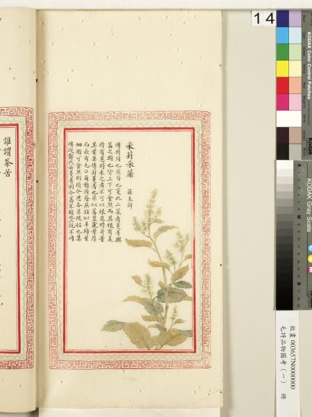 毛詩品物圖考（一）　冊　葭菼揭揭芄蘭之支