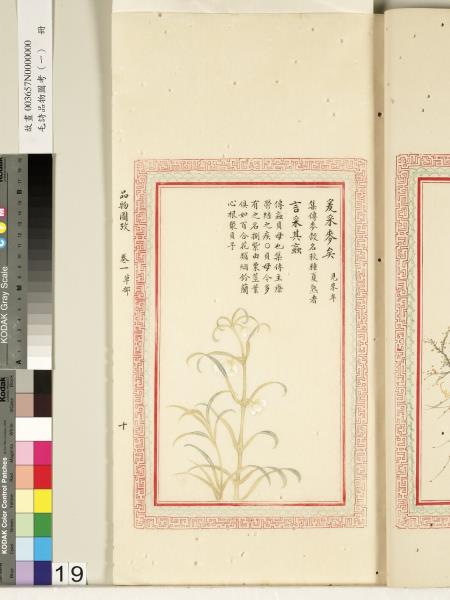 毛詩品物圖考（一）　冊　葭菼揭揭芄蘭之支