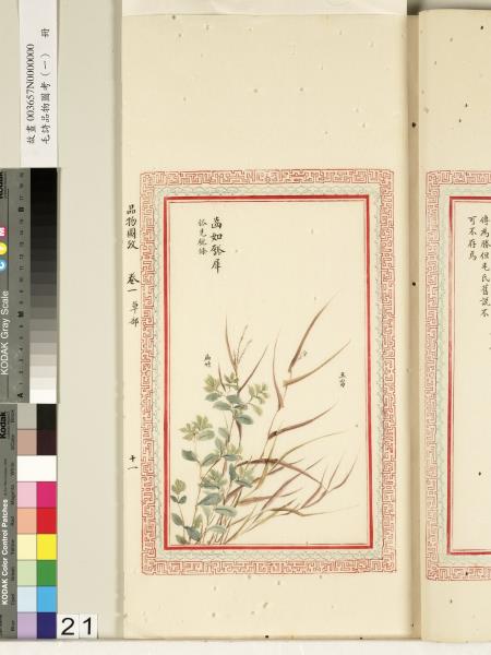 毛詩品物圖考（一）　冊　葭菼揭揭芄蘭之支