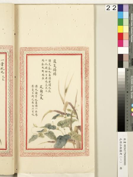 毛詩品物圖考（一）　冊　葭菼揭揭芄蘭之支