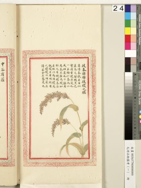 毛詩品物圖考（一）　冊　葭菼揭揭芄蘭之支