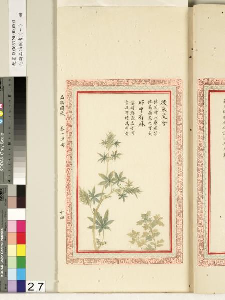 毛詩品物圖考（一）　冊　葭菼揭揭芄蘭之支