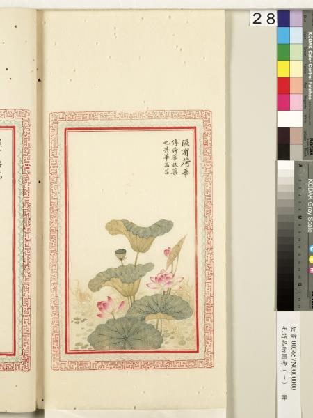 毛詩品物圖考（一）　冊　葭菼揭揭芄蘭之支