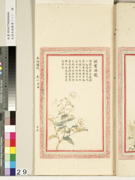 毛詩品物圖考（一）　冊　葭菼揭揭芄蘭之支