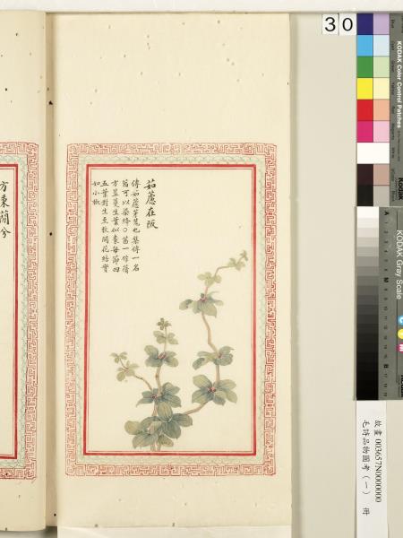 毛詩品物圖考（一）　冊　葭菼揭揭芄蘭之支