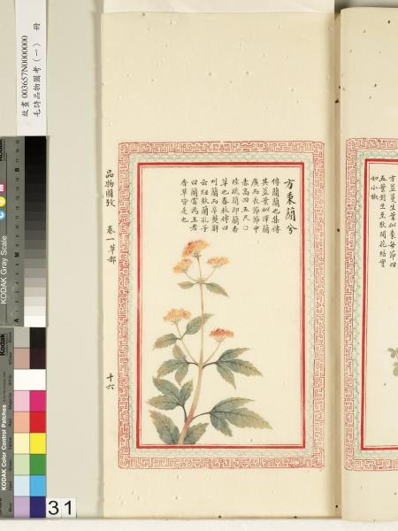 毛詩品物圖考（一）　冊　葭菼揭揭芄蘭之支