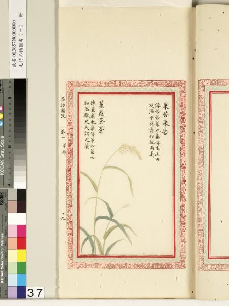 毛詩品物圖考（一）　冊　葭菼揭揭芄蘭之支