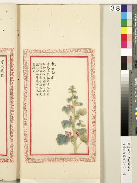 毛詩品物圖考（一）　冊　葭菼揭揭芄蘭之支