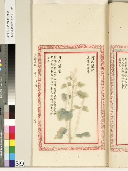 毛詩品物圖考（一）　冊　葭菼揭揭芄蘭之支