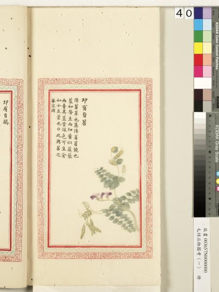 毛詩品物圖考（一）　冊　葭菼揭揭芄蘭之支