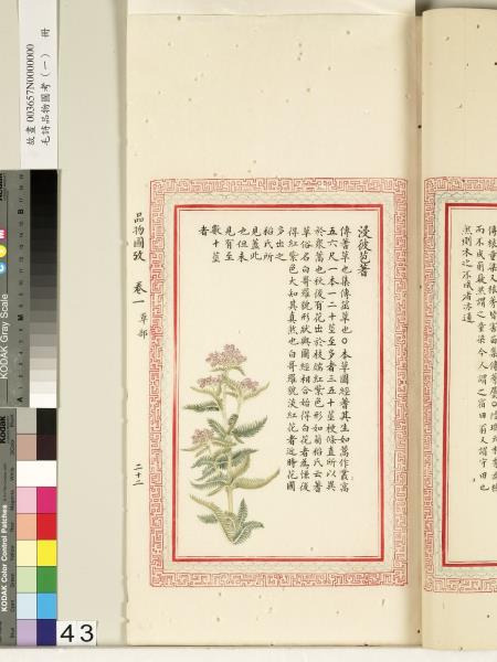 毛詩品物圖考（一）　冊　葭菼揭揭芄蘭之支