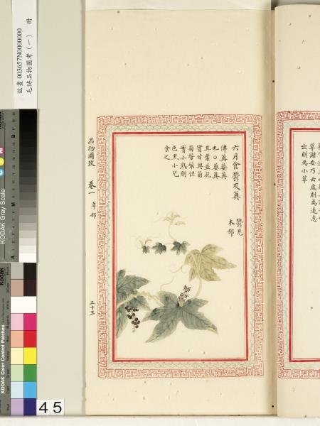 毛詩品物圖考（一）　冊　葭菼揭揭芄蘭之支