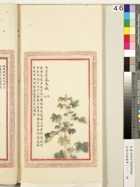 毛詩品物圖考（一）　冊　葭菼揭揭芄蘭之支