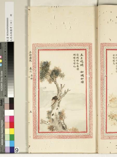 毛詩品物圖考（四）　冊　蠨蛸在戶